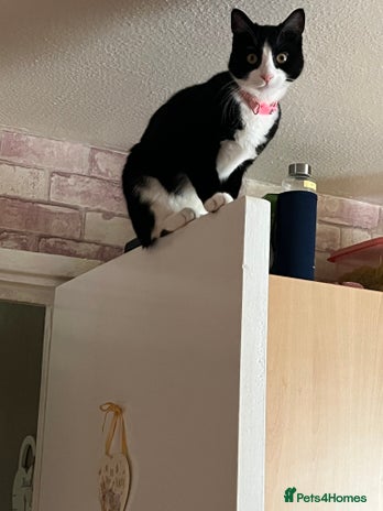 British Shorthair cats Tuxedo cat.9 months old - Advert 14