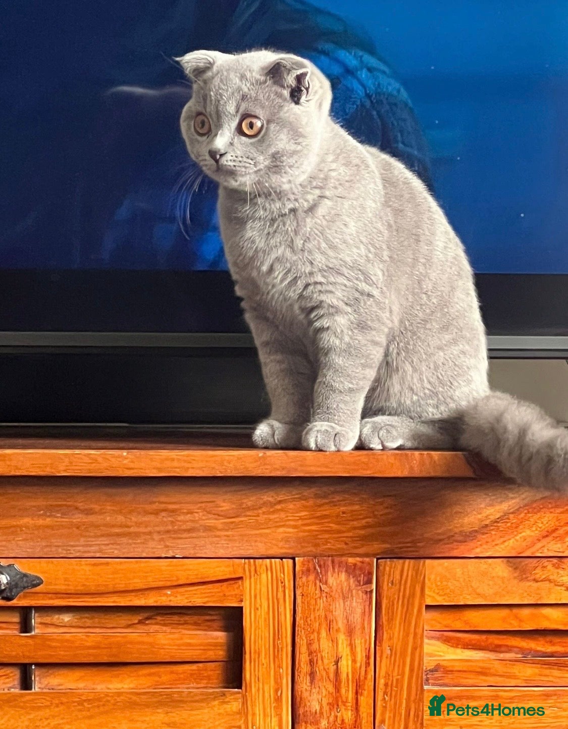 British Shorthair cats British shorthair 5 months old  - Advert 1