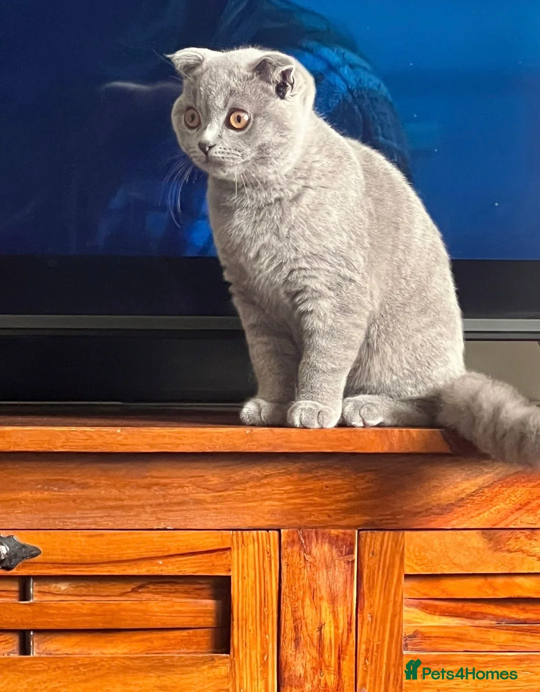 British Shorthair cats for sale: British shorthair 5 months old  in Dover - Advert 1