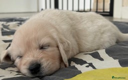 Golden Retriever dogs for sale: Golden Retriever Puppies 4 boys & 3 girls  - Image 12