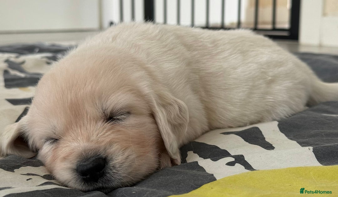 Golden Retriever dogs for sale: Golden Retriever Puppies 4 boys & 3 girls  - Image 12
