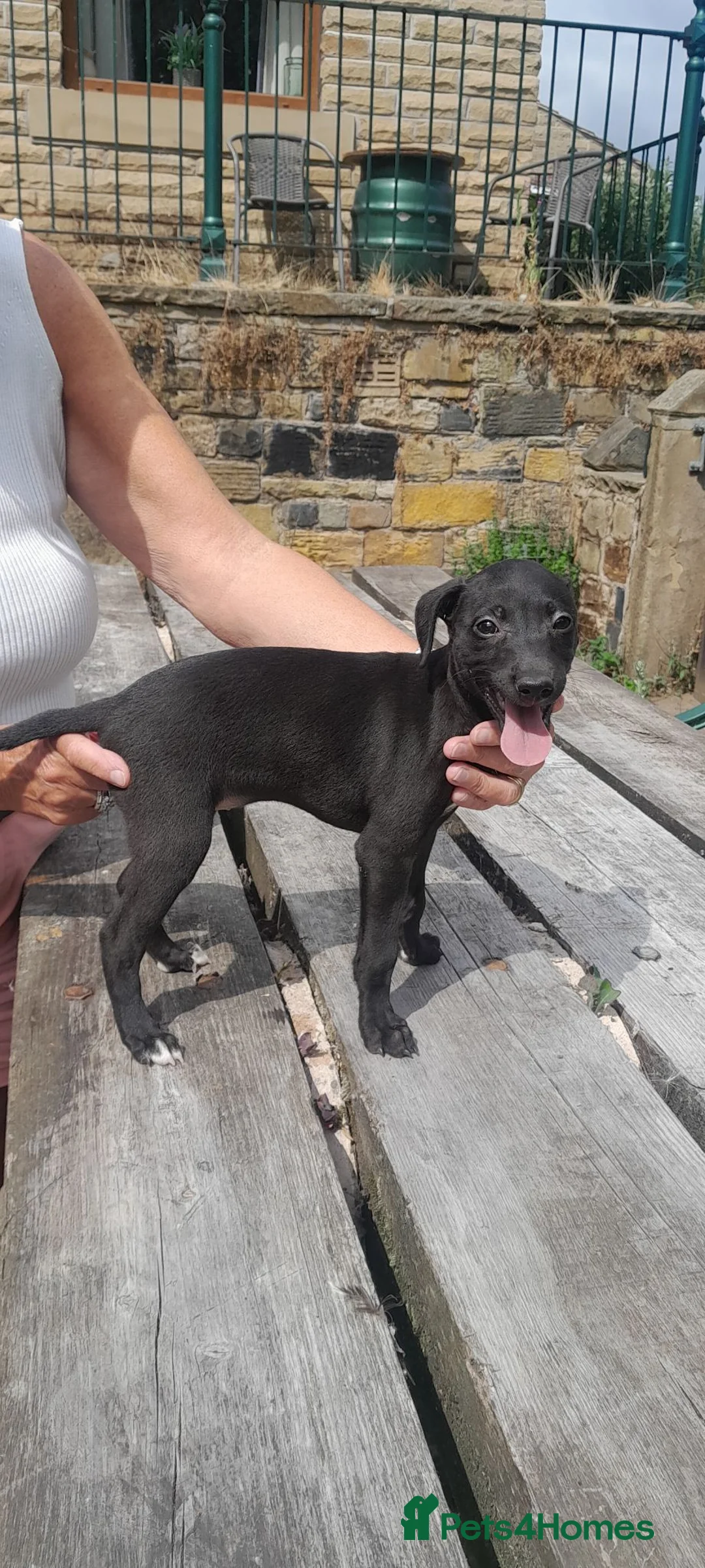 Bedlington Terrier dogs for sale: Bedlington whippet puppies  - Advert 2