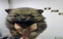Pomeranian dogs for sale: Pomeranian dogs are looking for a loving home - Image 2