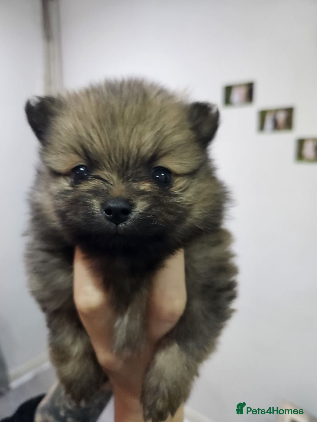 Pomeranian dogs for sale: Pomeranian dogs are looking for a loving home - Image 2