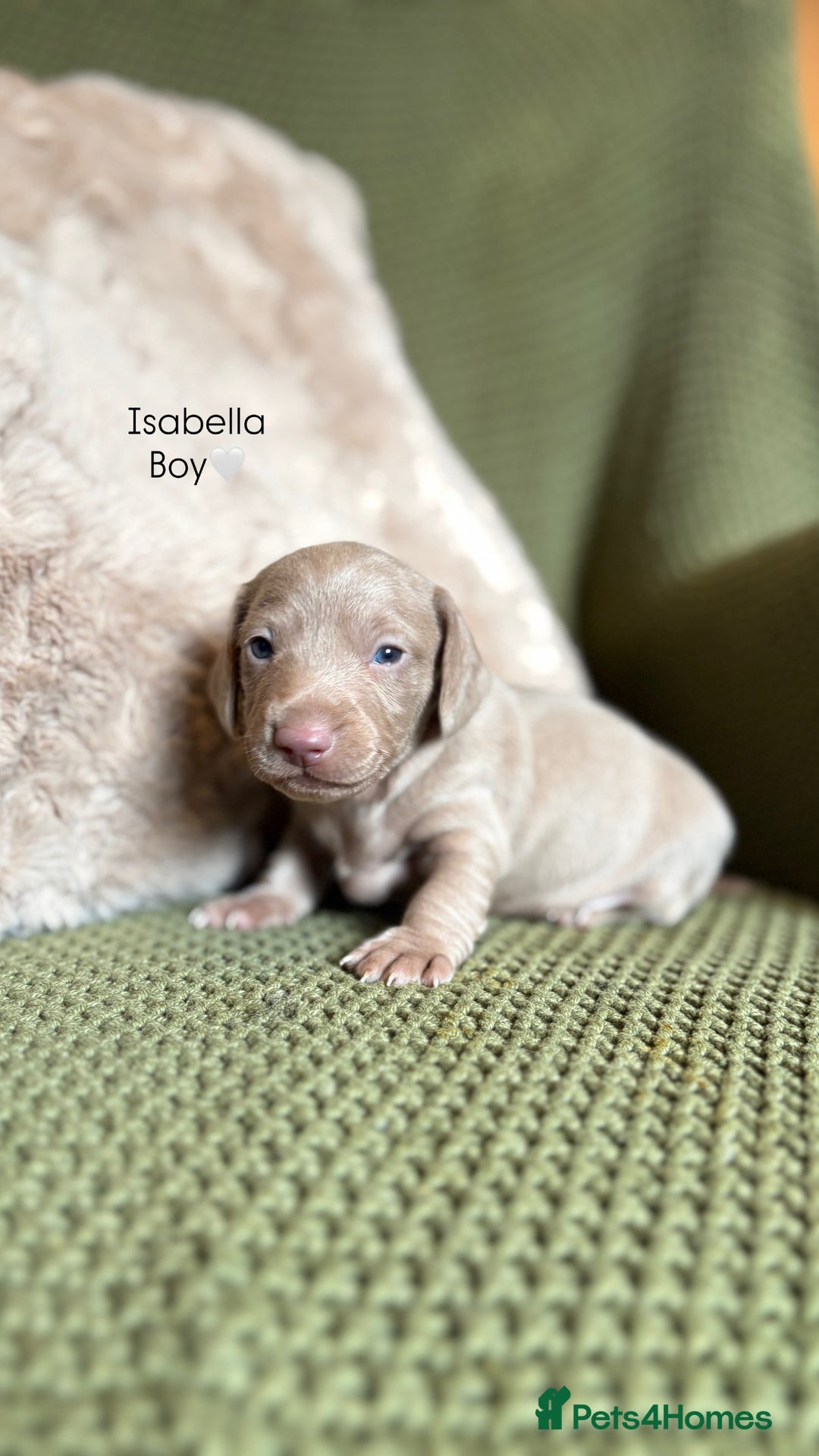 Miniature Dachshund dogs for sale: Smooth Haired Miniature Dachshunds - Advert 10