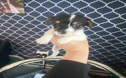 Jack Russell dogs for sale: Jack Russel beauty’s  in Folkestone - Image 12