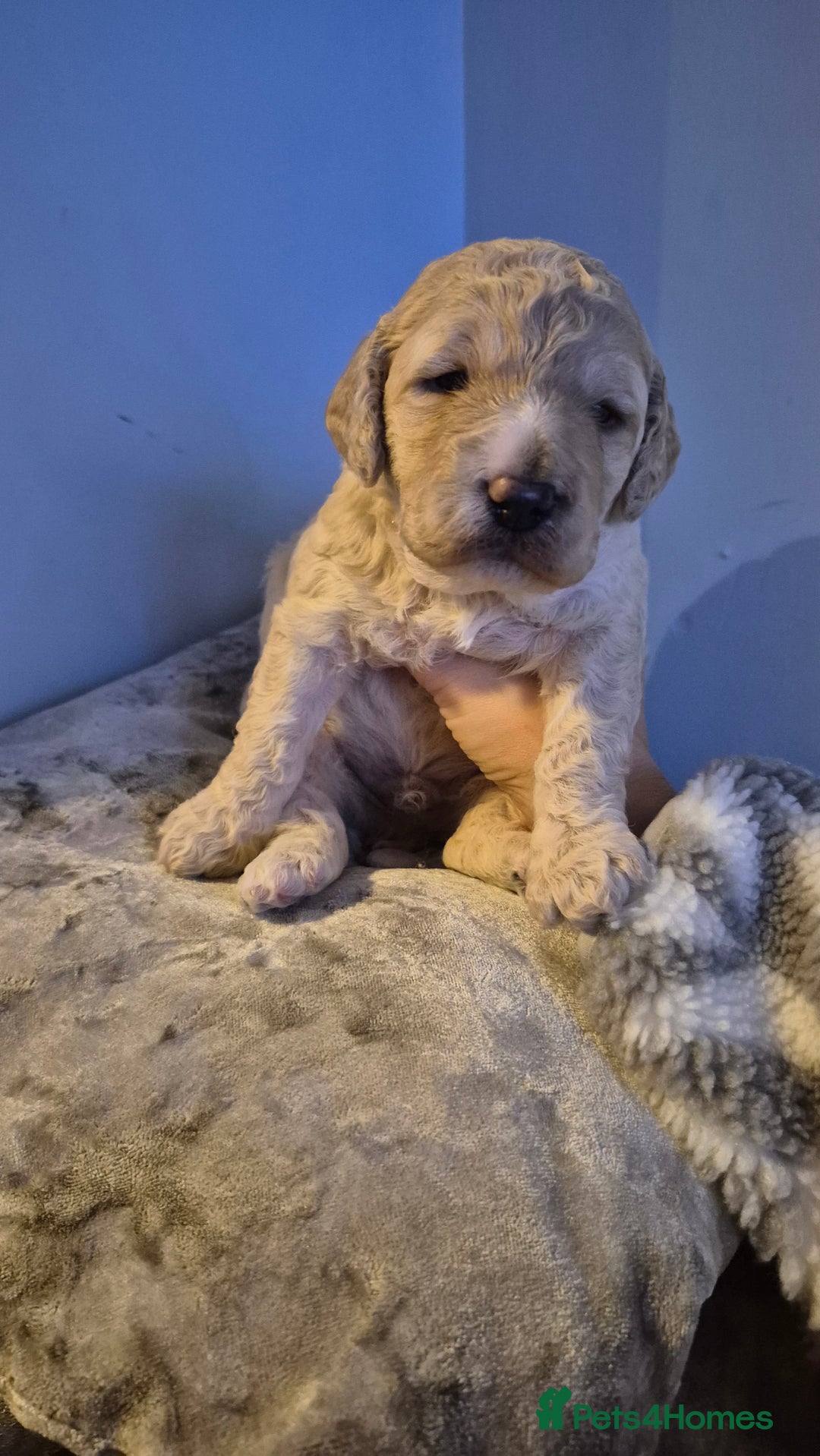 Australian Labradoodle dogs for sale: LAST ONE BOY - Australian Labradoodle Puppies  - Advert 5