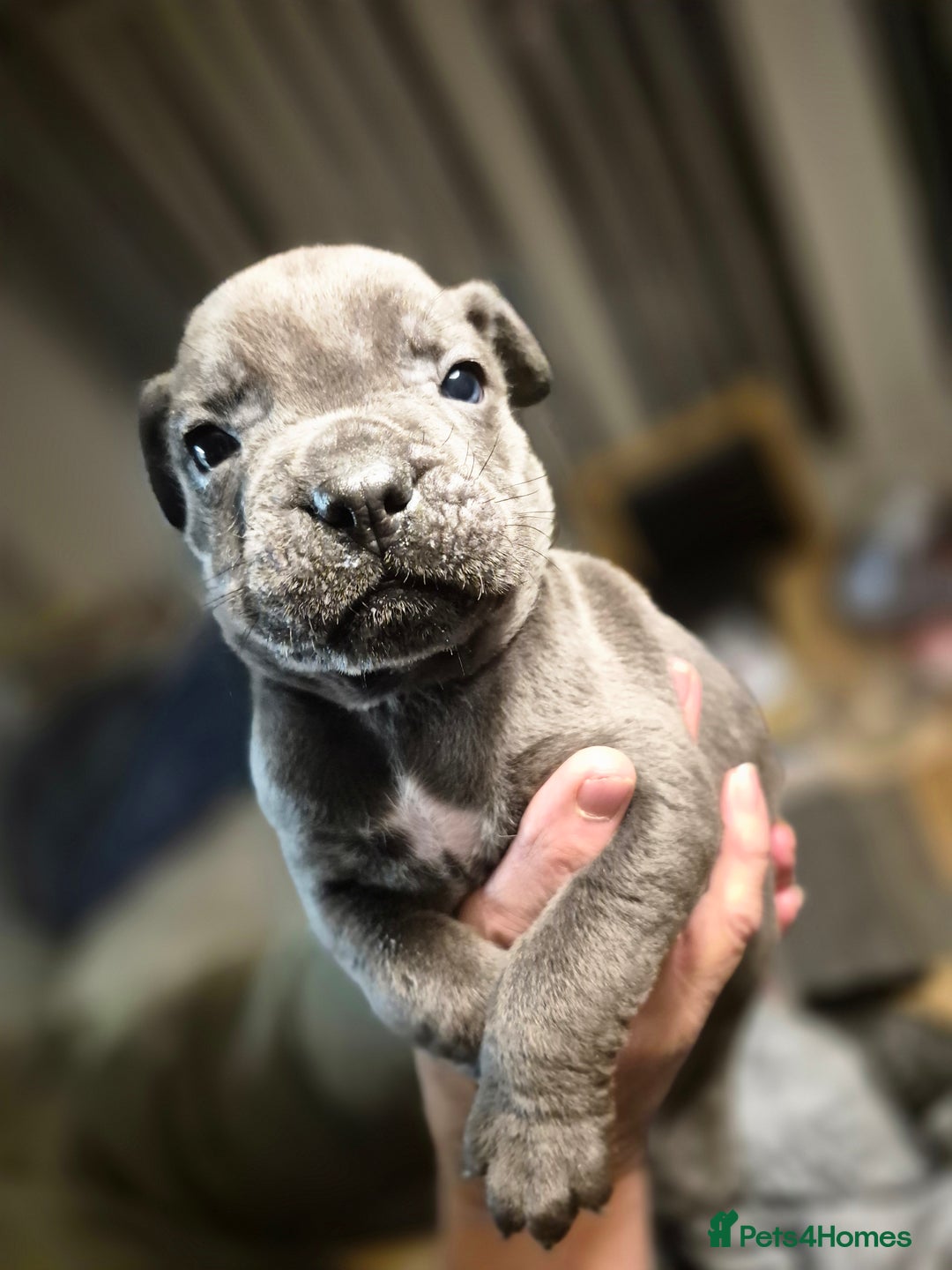 Cane Corso dogs for sale: Mum (3/4 cane corse) Dad (Full Cane corso)KANO - Advert 15