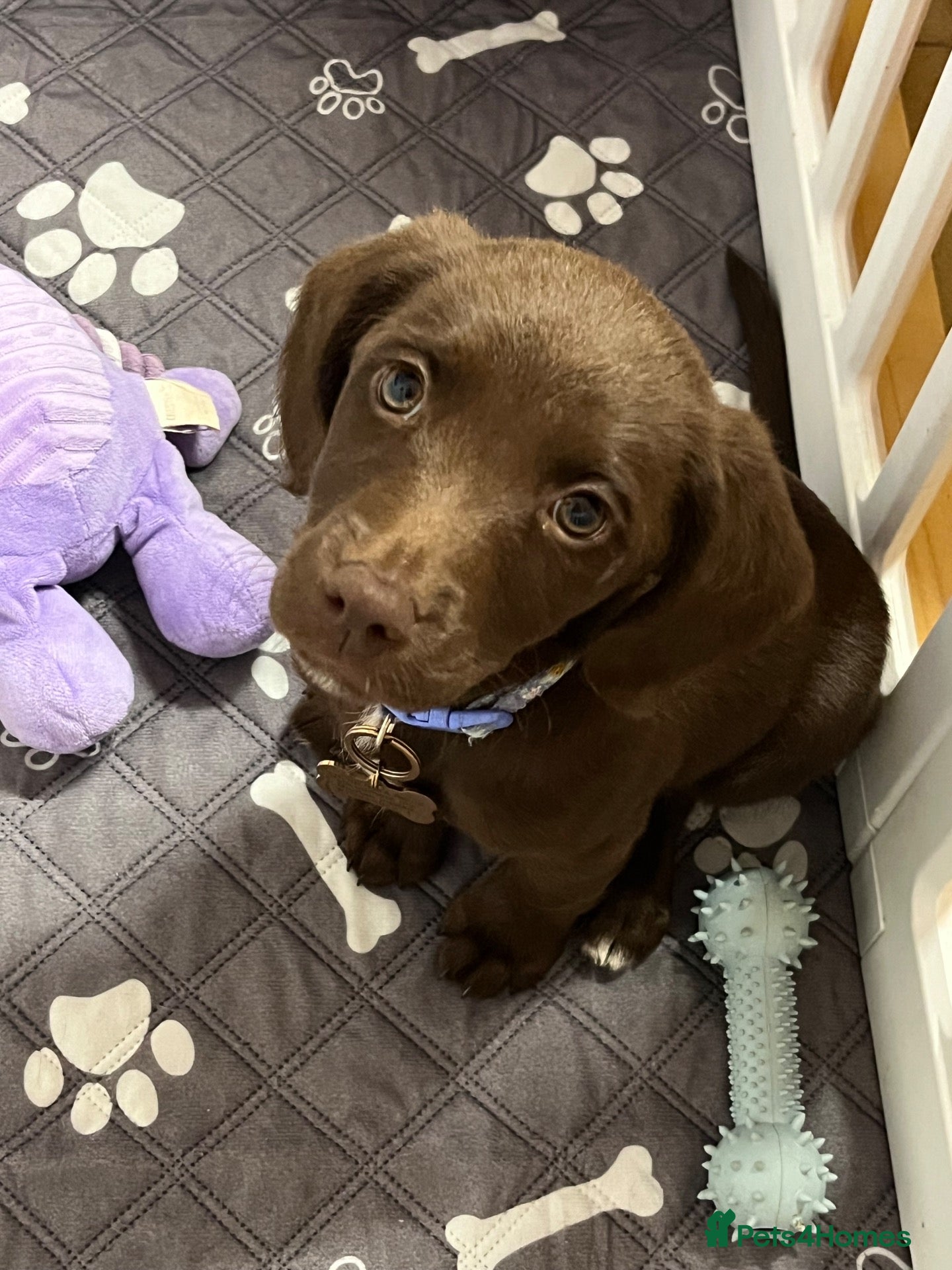 Mixed Breed dogs Brown female lab mix (Bonnie) - Advert 3