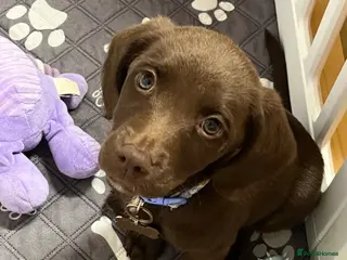 Mixed Breed dogs Brown female lab mix (Bonnie) - Advert 3