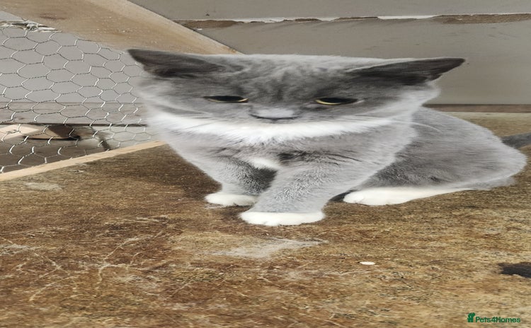 British Shorthair cats - Advert 15