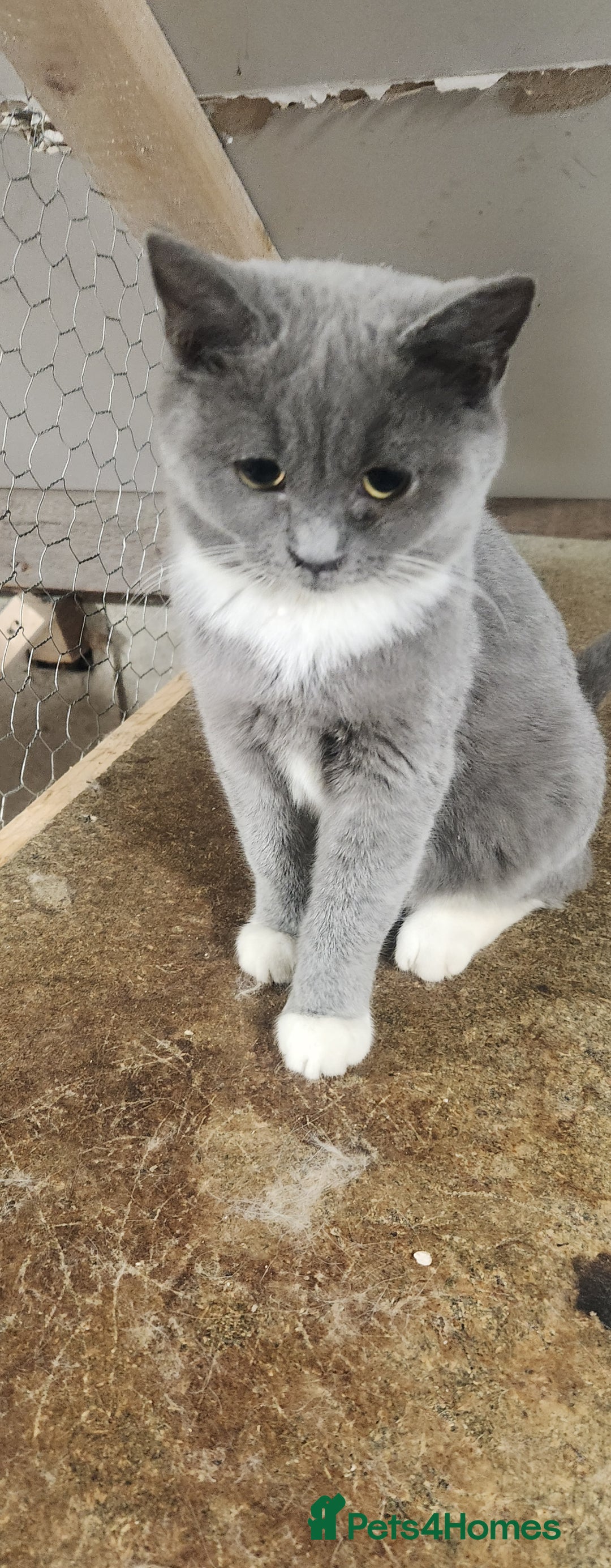 British Shorthair cats for sale: British Short-hair kitten - Image 1