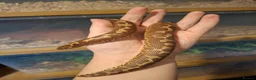 Snake reptiles for sale: Kenyan sand boa female in Oldham - Advert 2