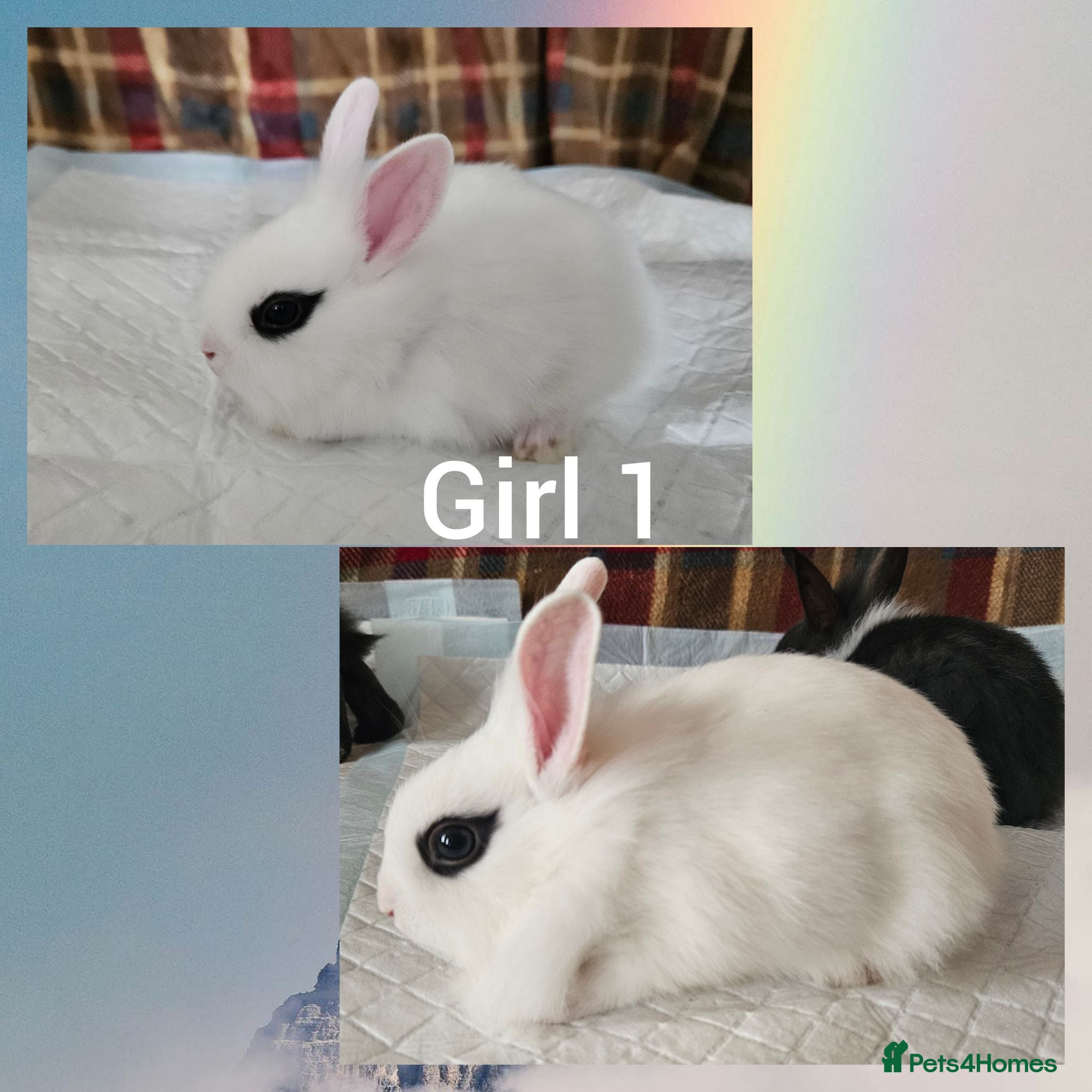 Mixed Breed rabbits Beautiful netherland dwarf x single mane lionhead  - Advert 4