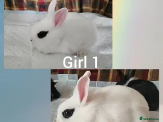 Mixed Breed rabbits Beautiful netherland dwarf x single mane lionhead - Advert 4