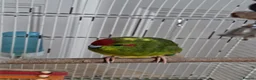 Parakeets birds for sale: Kakariki Male Hand Reared in Grimsby - Advert 5