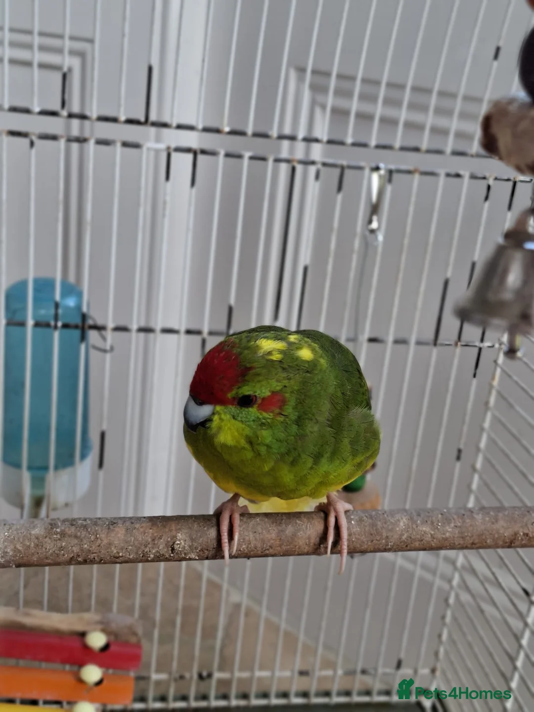 Parakeets birds for sale: Kakariki Male Hand Reared in Grimsby - Advert 5