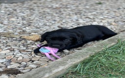Cocker Spaniel dogs for sale: Cocker Spaniel Puppies looking for the best homes - Image 36