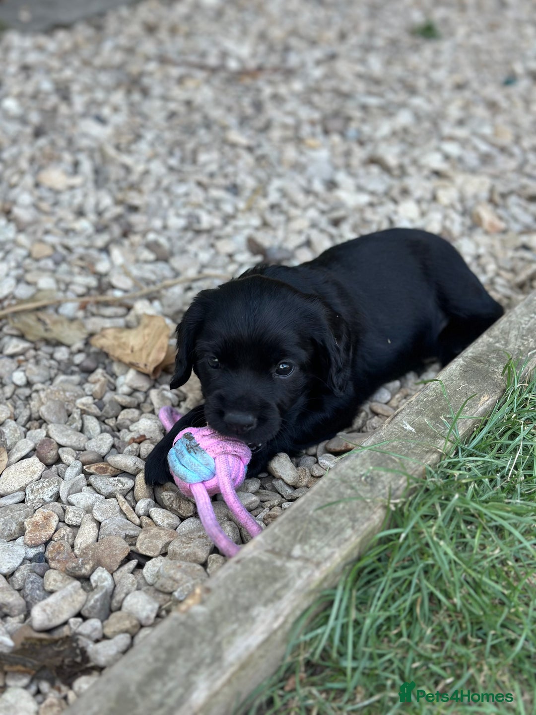 Cocker Spaniel dogs for sale: Cocker Spaniel Puppies looking for the best homes - Image 36