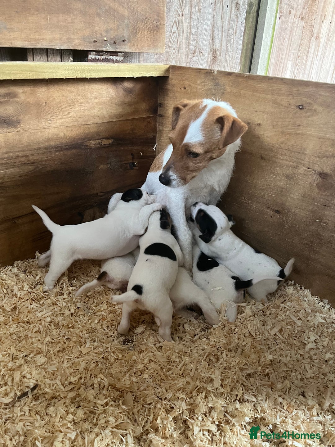 Parson Russell dogs for sale: Parson Russell  - Advert 1