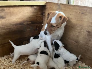 Parson Russell dogs Parson Russell - Advert 4