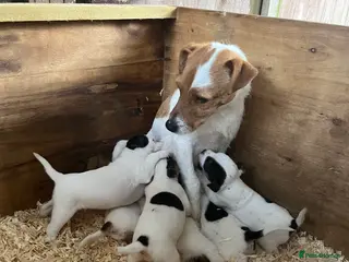 Parson Russell dogs Parson Russell - Advert 3