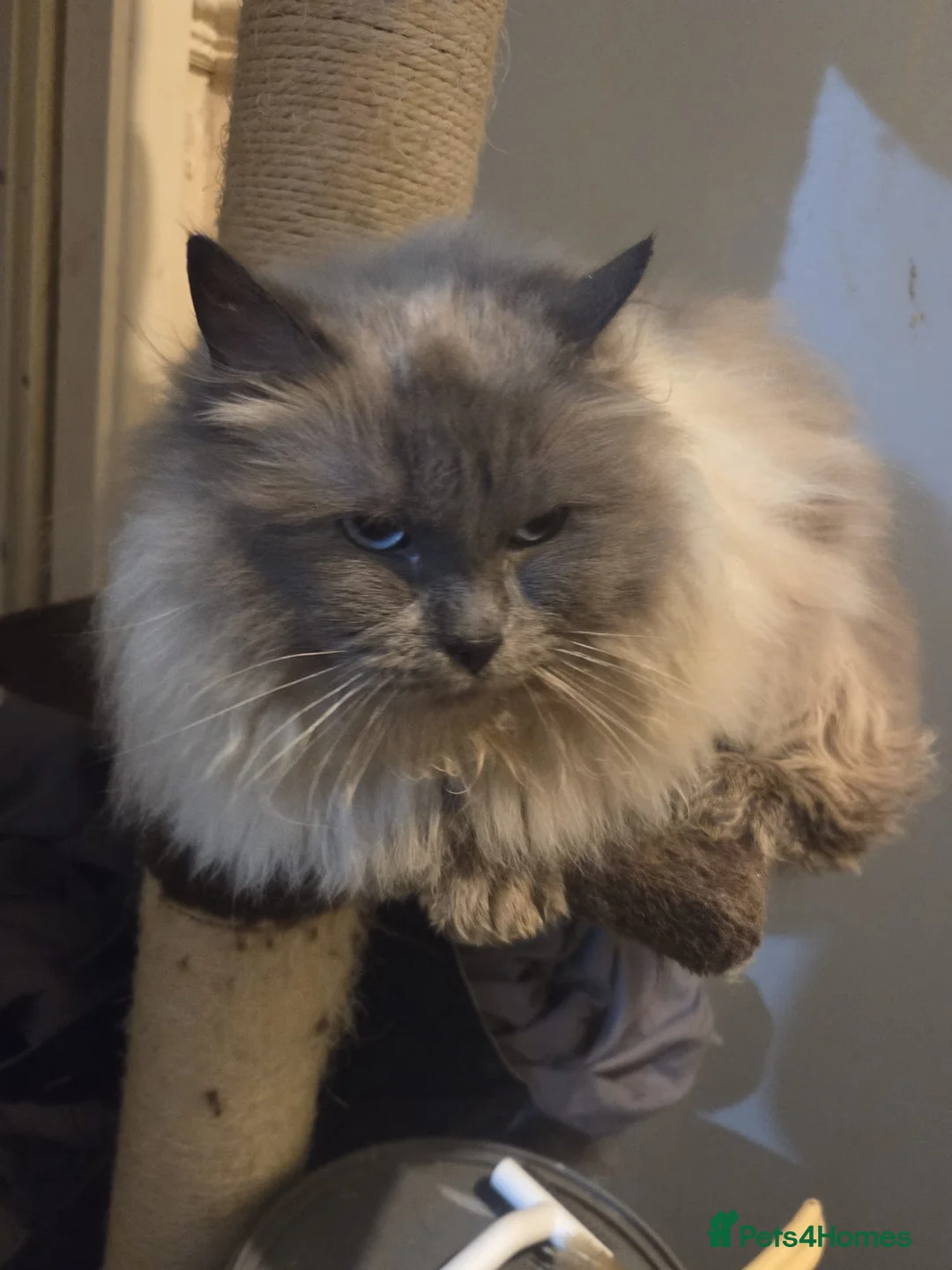 Ragdoll cats for sale: Ragdoll blue male and black and white son - Advert 2