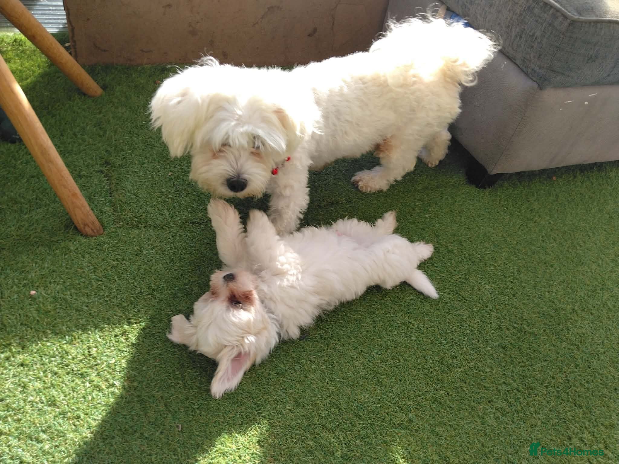 Bichon Frise dogs Bichon puppies - Advert 1