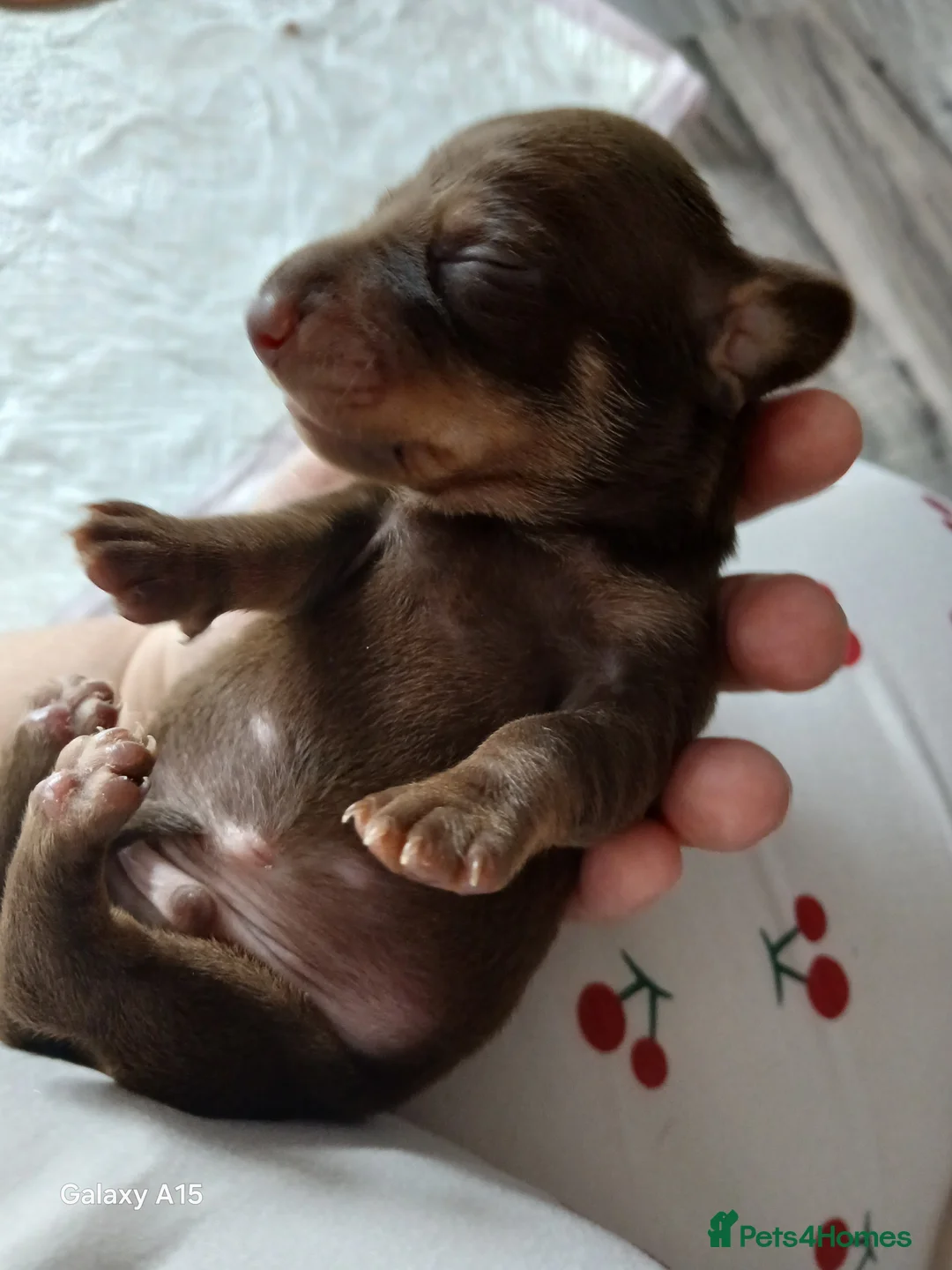 Miniature Dachshund dogs for sale: Miniature dachshunds  - Advert 8