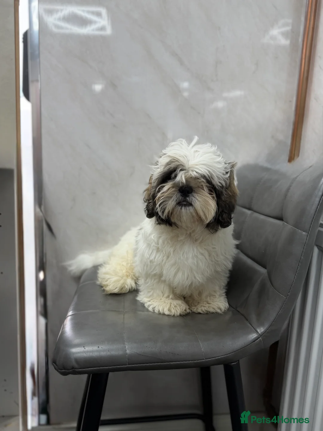 Shih Tzu dogs for sale: Champion Bloodline 4 months old Shih tzu puppy - Advert 2