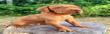Orange Collar Boy