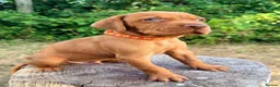 Hungarian Vizsla dogs for sale:     KC Hungarian Vizsla Puppies - Licensed ⭐ - Advert 7