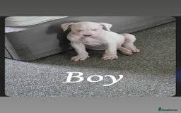 American Bulldog dogs for sale: American bulldog pups - Image 11