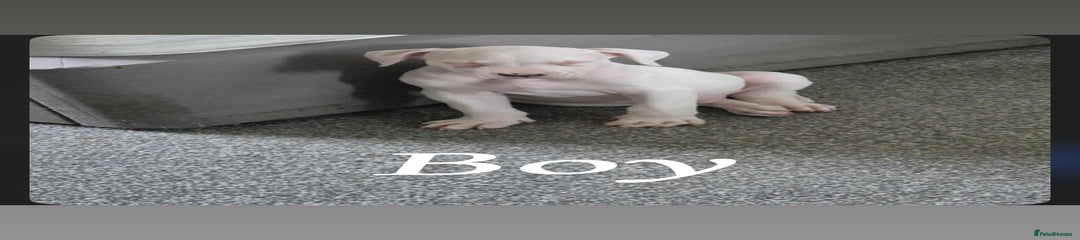 American Bulldog Puppy 1