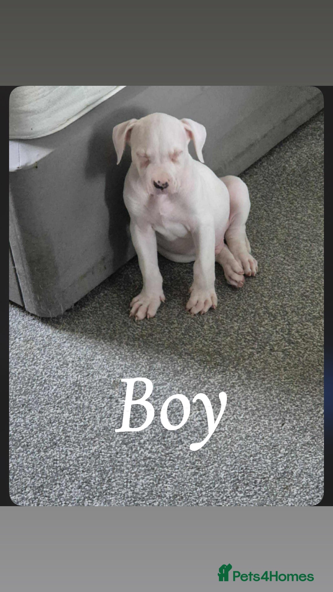 American Bulldog dogs for sale: American bulldog pups - Image 11