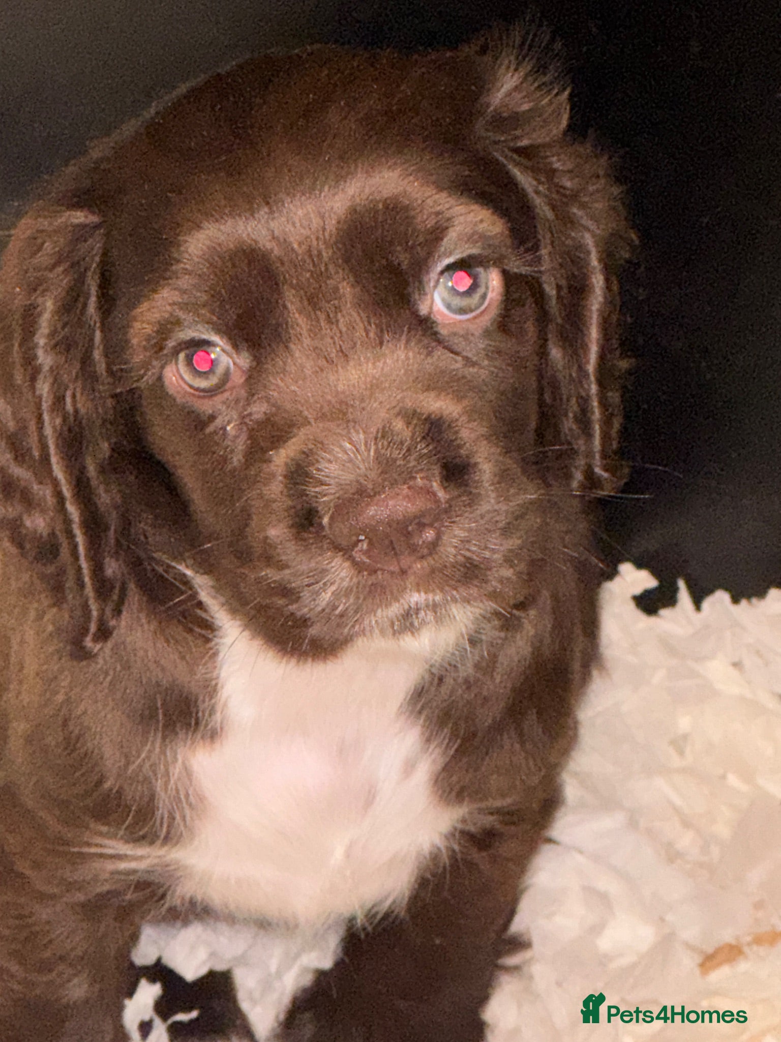 Mixed Breed dogs Stunning Colonial Cocker Spaniel Girls - Advert 14