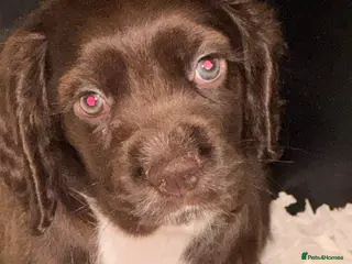 Mixed Breed dogs Stunning Colonial Cocker Spaniel Girls - Advert 14