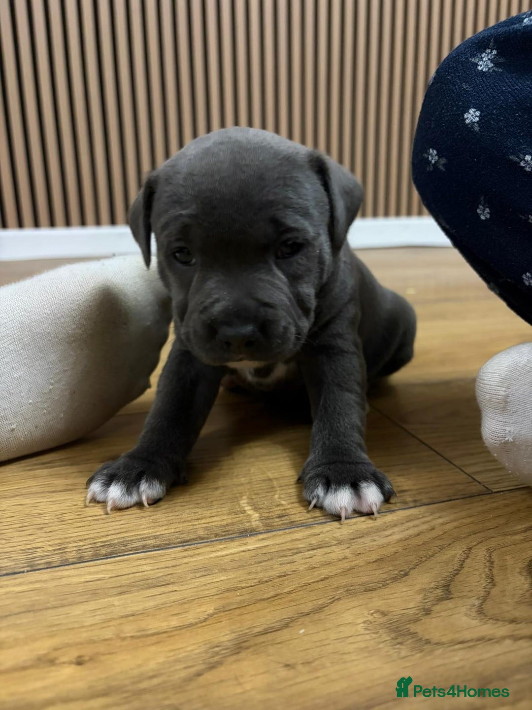 Staffordshire Bull Terrier dogs for sale: Blue Staffordshire bull Terrier pups  - Advert 3
