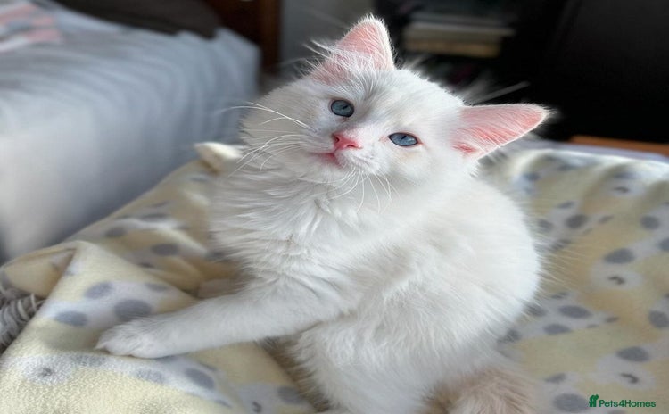 Ragdoll cats - Advert 3