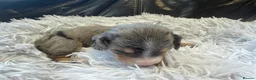 Miniature Dachshund dogs for sale: Beautiful Purebred Miniature Dachshund Puppies 🐾 - Advert 25