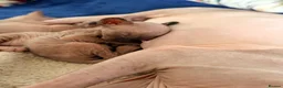 Sphynx cats for sale: All girls Sphynx kittens - Advert 8