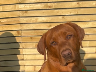 Labrador Retriever dogs - Advert 15