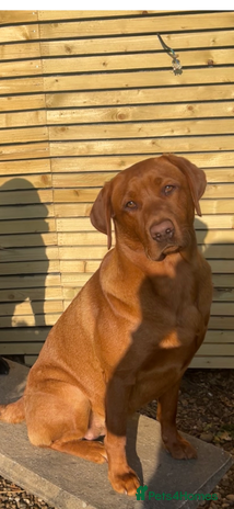 Labrador Retriever dogs - Advert 2