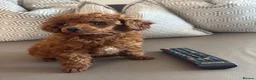 Toy Poodle dogs for sale: Beautiful Asian toy poodles  - Advert 6