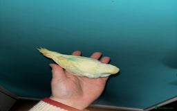 Budgerigars birds for sale: Hand reared baby budgies  - Image 4
