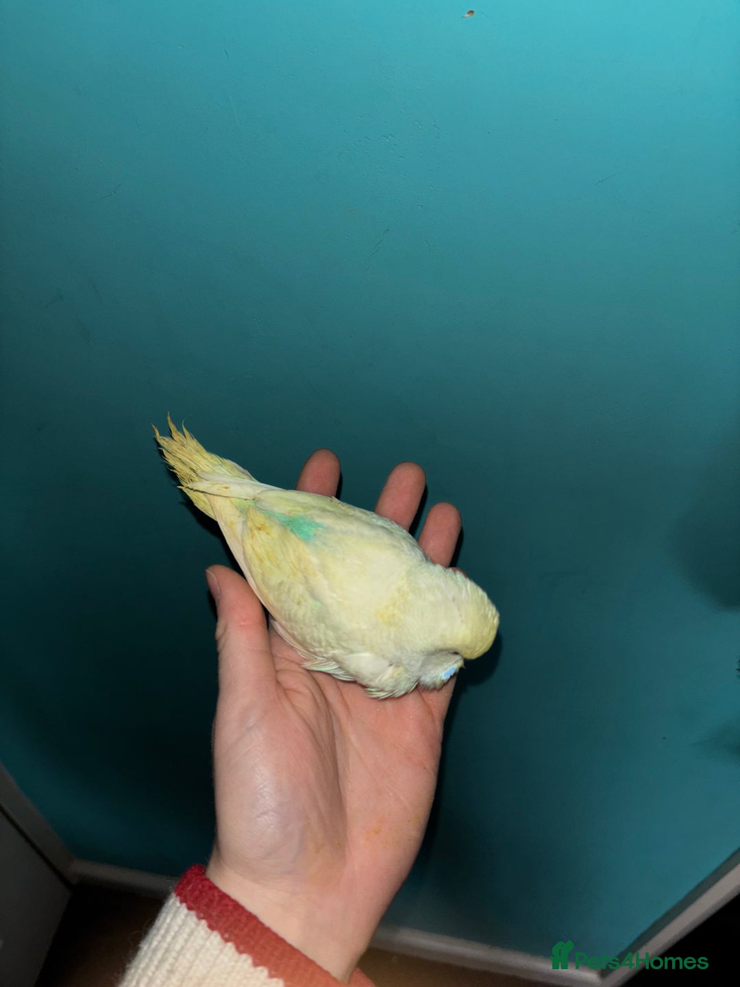 Budgerigars birds for sale: Hand reared baby budgies  - Image 4