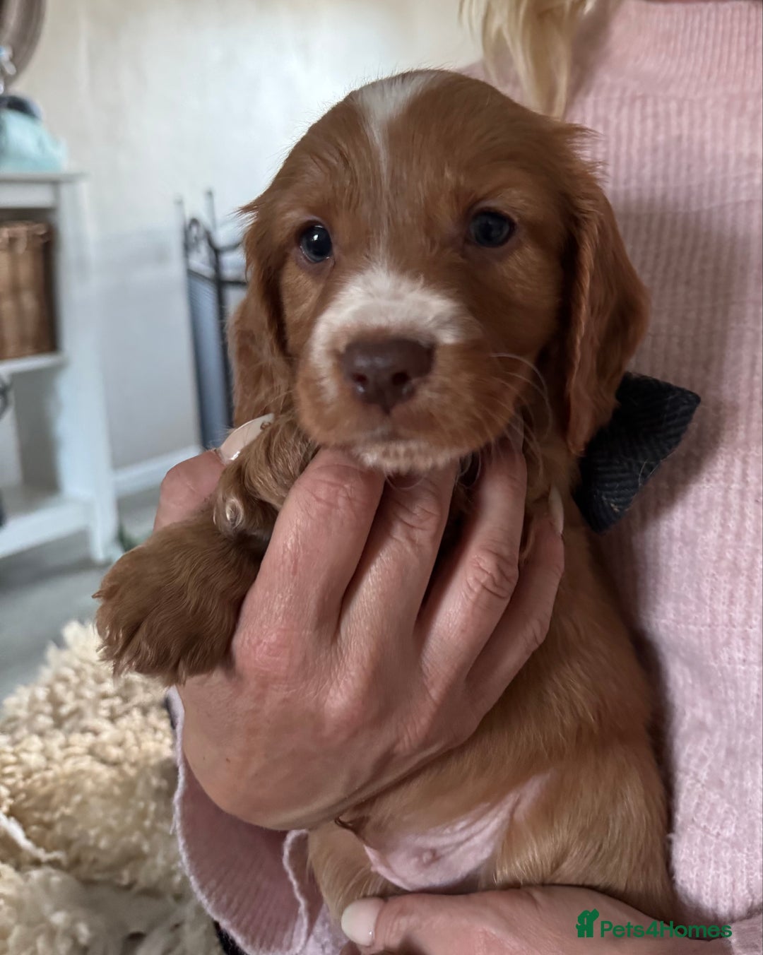 Cockapoo dogs for sale: Beautiful f1b puppies for sale  - Image 5
