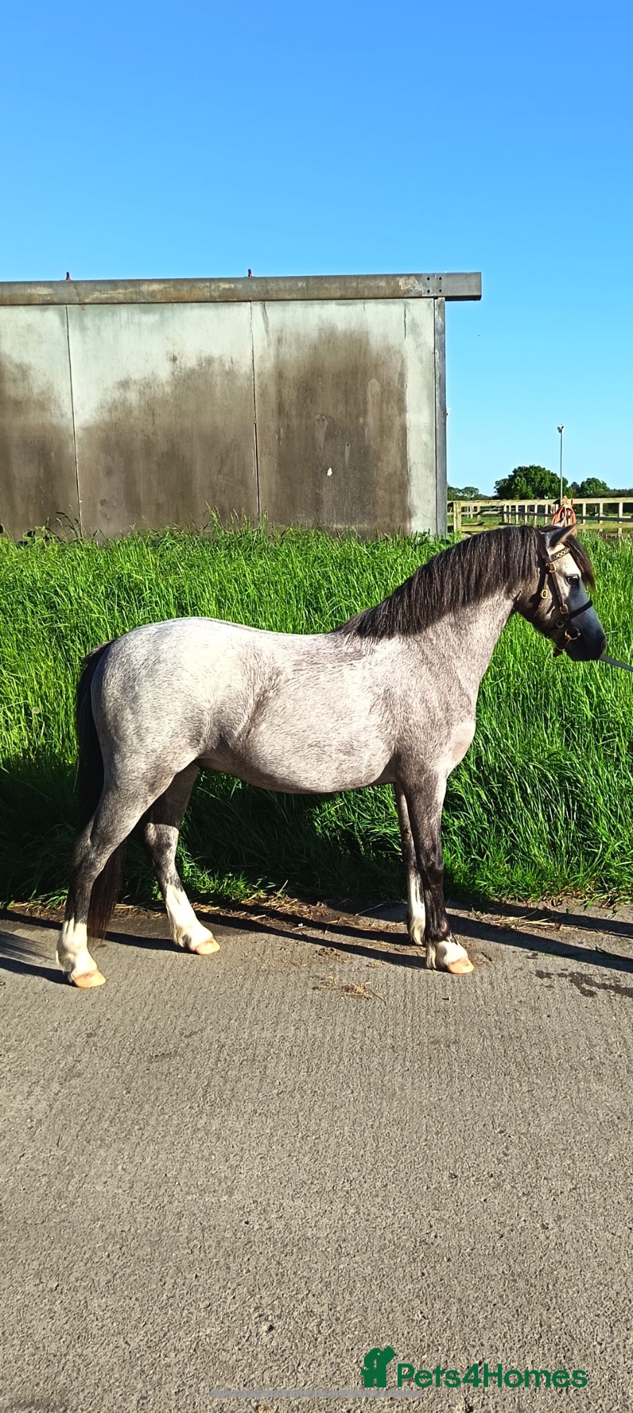 Welsh Section A horses Super Quality WPCS Registered Gelding - Advert 19