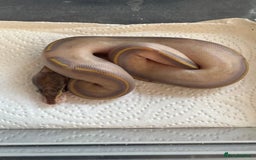 Snake reptiles for sale: 2025 royal python hatchlings ( highways)  - Image 1