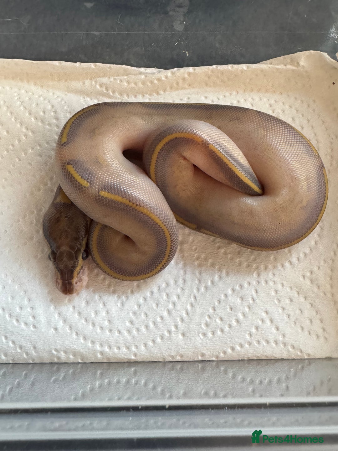 Snake reptiles for sale: 2025 royal python hatchlings ( highways)  - Image 1
